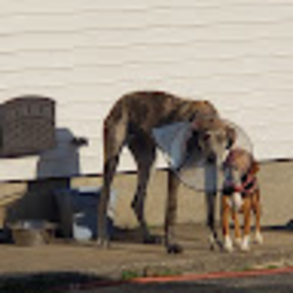 Meet your Posher, Tara